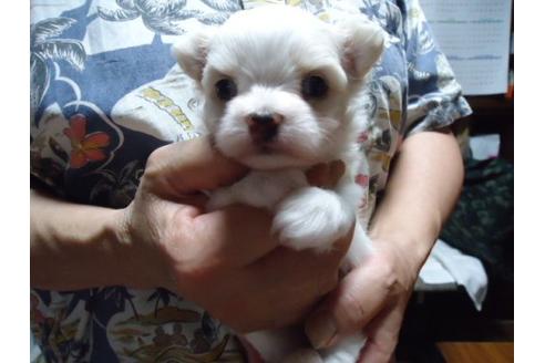 成約済の栃木県のミックス犬-17912の1枚目