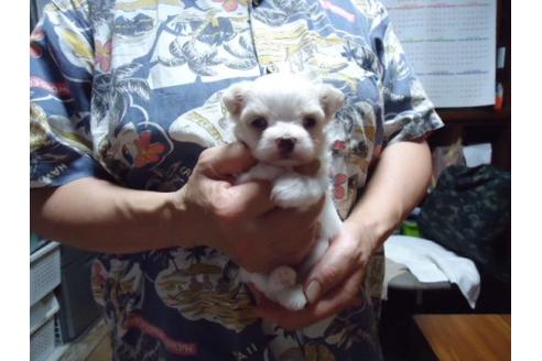 成約済の栃木県のミックス犬-17912の2枚目