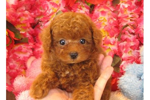 成約済の茨城県のトイプードル-17937の2枚目