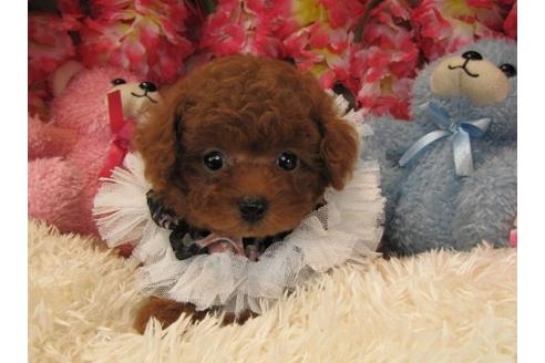 成約済の茨城県のトイプードル-17937の3枚目