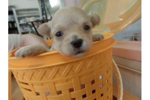 成約済の福岡県のミックス犬-17938の1枚目