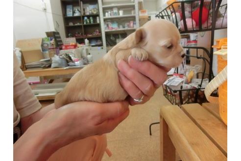 成約済の福岡県のミックス犬-17938の3枚目