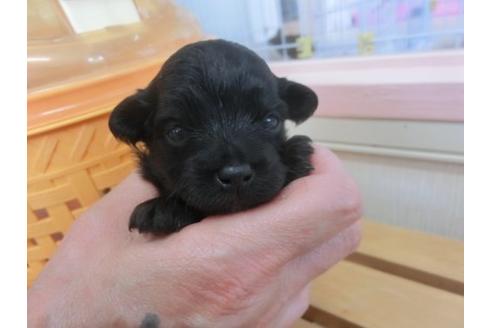 成約済の福岡県のミックス犬-17939の1枚目