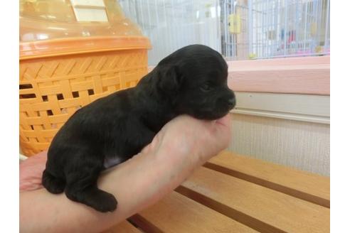 成約済の福岡県のミックス犬-17939の3枚目