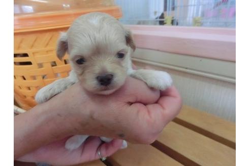 成約済の福岡県のミックス犬-17940の1枚目