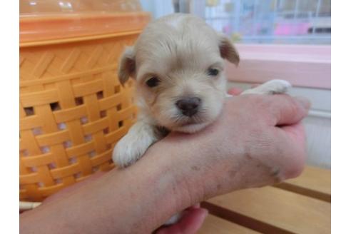 成約済の福岡県のミックス犬-17940の2枚目