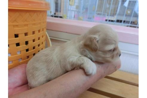 成約済の福岡県のミックス犬-17940の3枚目