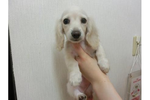 成約済の福岡県のミニチュアダックスフンド-17941の1枚目