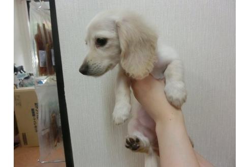 成約済の福岡県のミニチュアダックスフンド-17941の2枚目