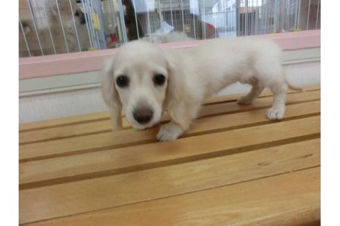 成約済の福岡県のミニチュアダックスフンド-17941の3枚目