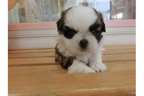 成約済の福岡県のシーズー-17942の1枚目