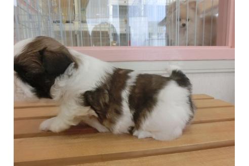 成約済の福岡県のシーズー-17942の3枚目