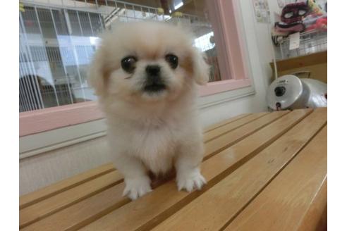 成約済の福岡県のペキニーズ-17943の1枚目