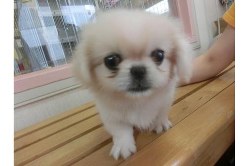 成約済の福岡県のペキニーズ-17943の3枚目