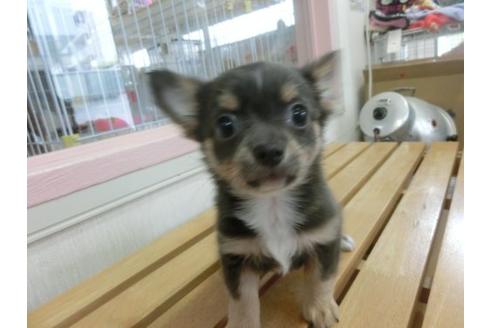 成約済の福岡県のチワワ-17387の2枚目