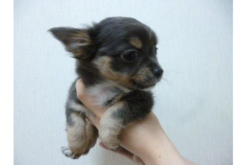 成約済の福岡県のチワワ-17387の3枚目