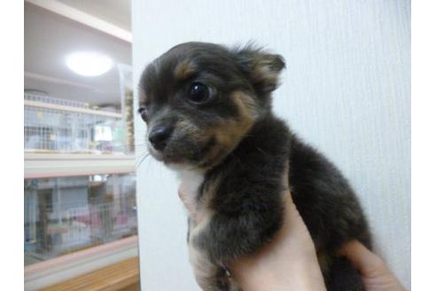 成約済の福岡県のチワワ-17387の1枚目