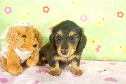成約済の兵庫県のカニンヘンダックスフンド-17954の3枚目