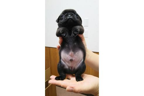成約済の千葉県のパグ-16809の1枚目