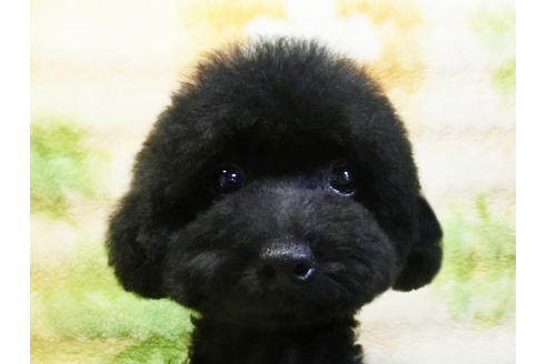 成約済の千葉県のトイプードル-17966の5枚目