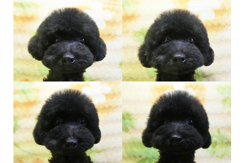 成約済の千葉県のトイプードル-17966の4枚目