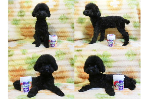 成約済の千葉県のトイプードル-17966の2枚目