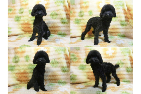 成約済の千葉県のトイプードル-17966の1枚目