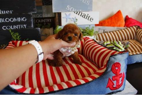 成約済の埼玉県のトイプードル-17691の1枚目