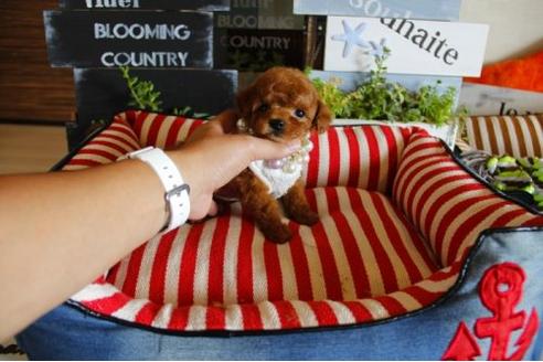 成約済の埼玉県のトイプードル-17691の2枚目