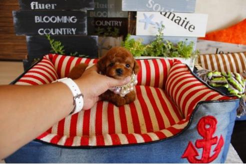 成約済の埼玉県のトイプードル-17691の3枚目