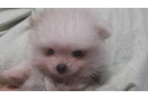 子犬
