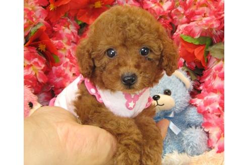 成約済の茨城県のトイプードル-17983の1枚目