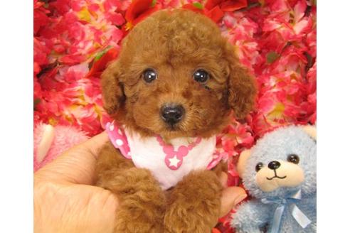 成約済の茨城県のトイプードル-17983の2枚目
