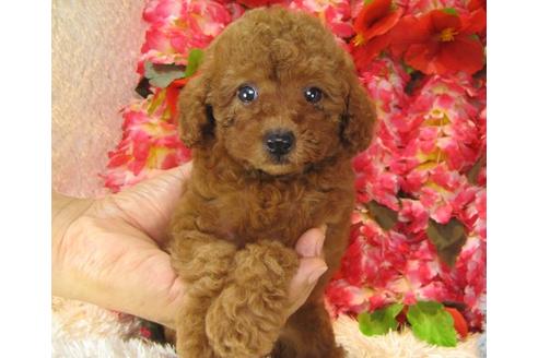 成約済の茨城県のトイプードル-17983の3枚目