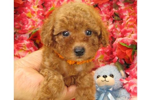 成約済の茨城県のトイプードル-17984の1枚目