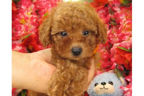 成約済の茨城県のトイプードル-17984の2枚目