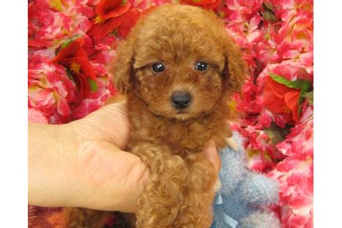 成約済の茨城県のトイプードル-17984の3枚目