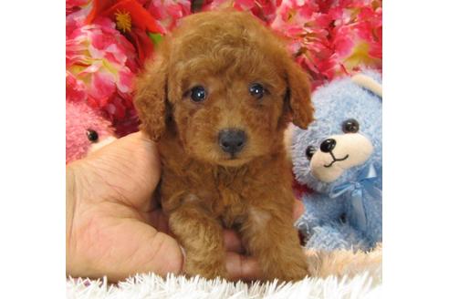 成約済の茨城県のトイプードル-17985の1枚目