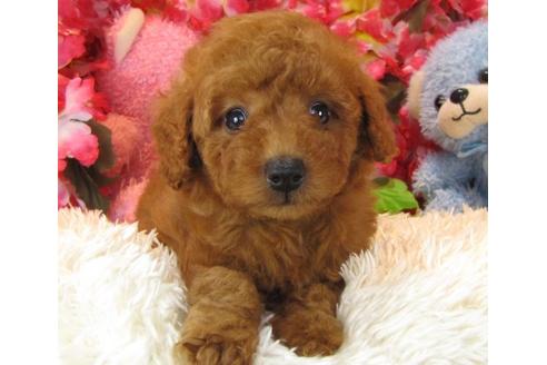 成約済の茨城県のトイプードル-17985の2枚目