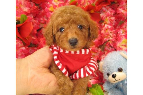 成約済の茨城県のトイプードル-17985の3枚目