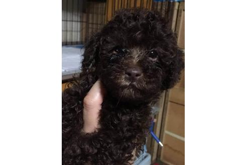 成約済の山口県のトイプードル-17329の1枚目