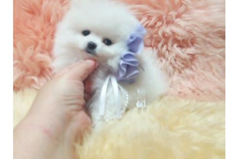成約済の愛知県のポメラニアン-17998の2枚目