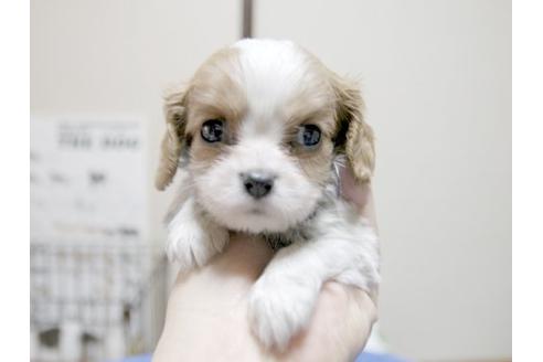 成約済の埼玉県のキャバリアキングチャールズスパニエル-17458の1枚目