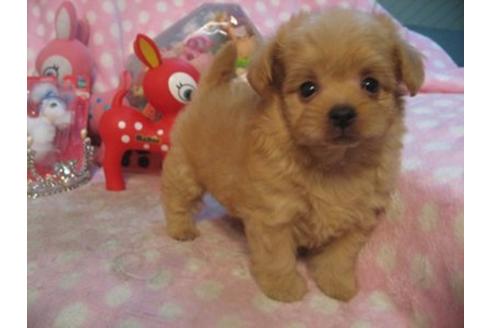 成約済の静岡県のミックス犬-18013の1枚目