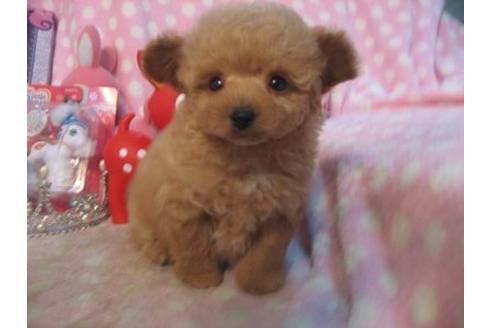 成約済の静岡県のミックス犬-18014の1枚目