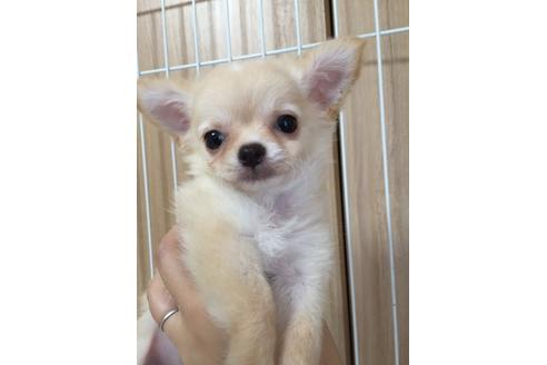 成約済の大阪府のチワワ-18061の5枚目