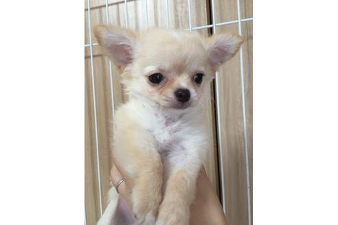 成約済の大阪府のチワワ-18061の4枚目