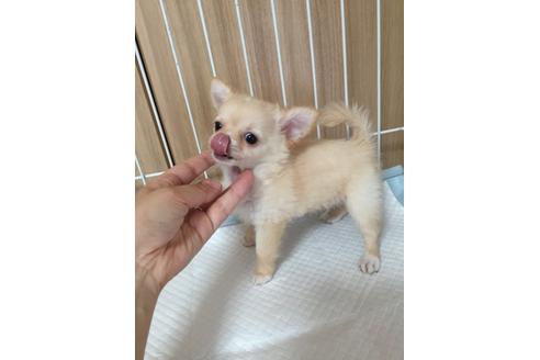 成約済の大阪府のチワワ-18061の3枚目
