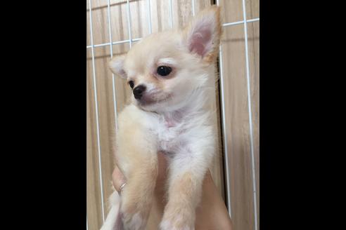 成約済の大阪府のチワワ-18061の2枚目