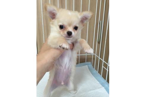 成約済の大阪府のチワワ-18061の1枚目